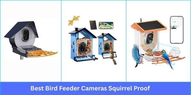 Best Bird Feeder Cameras Squirrel Proof