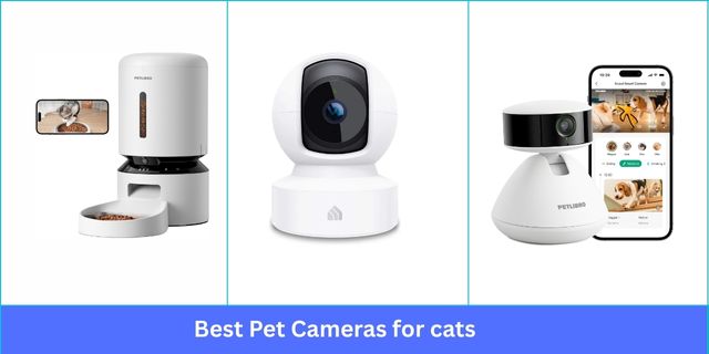 Best Pet Camera for cats
