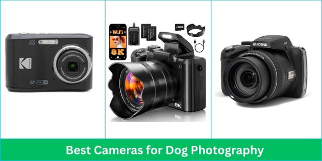 7 Best Cameras For Dog Photography In 2026 - Other Product